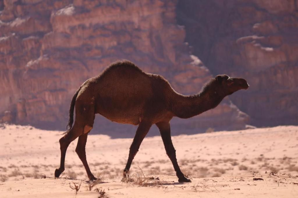 Hotel Wadi Rum Desert Heart Camp Exterior foto